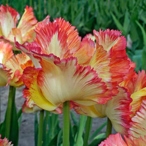 Caribbean Parrot - Tulips - Fluwel