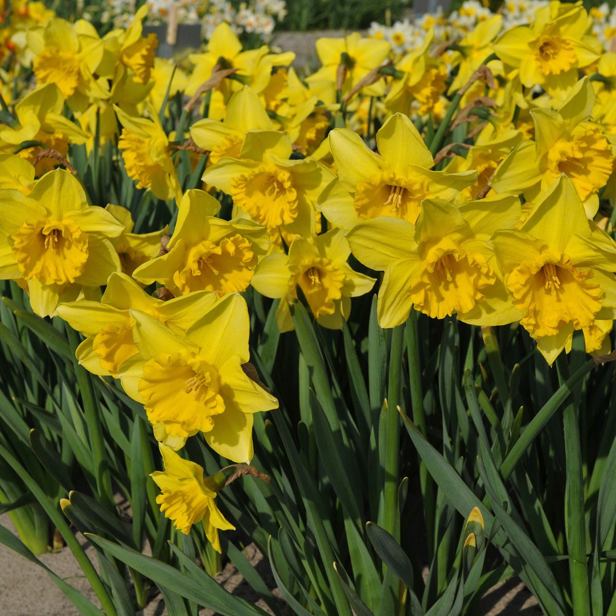 Carlton - gele Large-cupped narcis - Fluwel