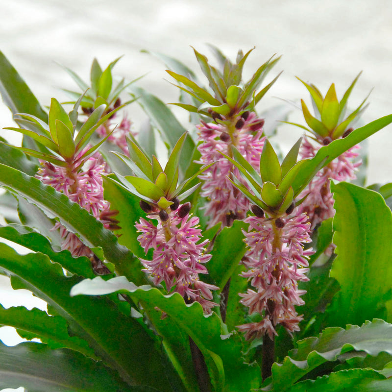 Eucomis
