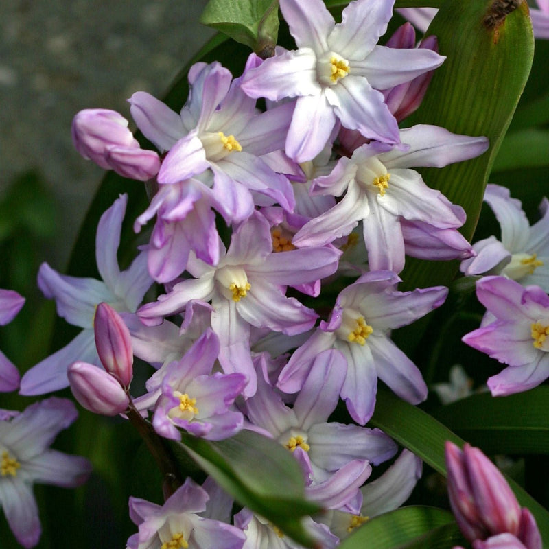Chionodoxa (Schneeglanz)