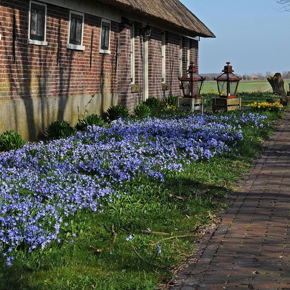 Chionodoxa forbesii (Sneeuwroem) - blauwe sneeuwroem - Fluwel