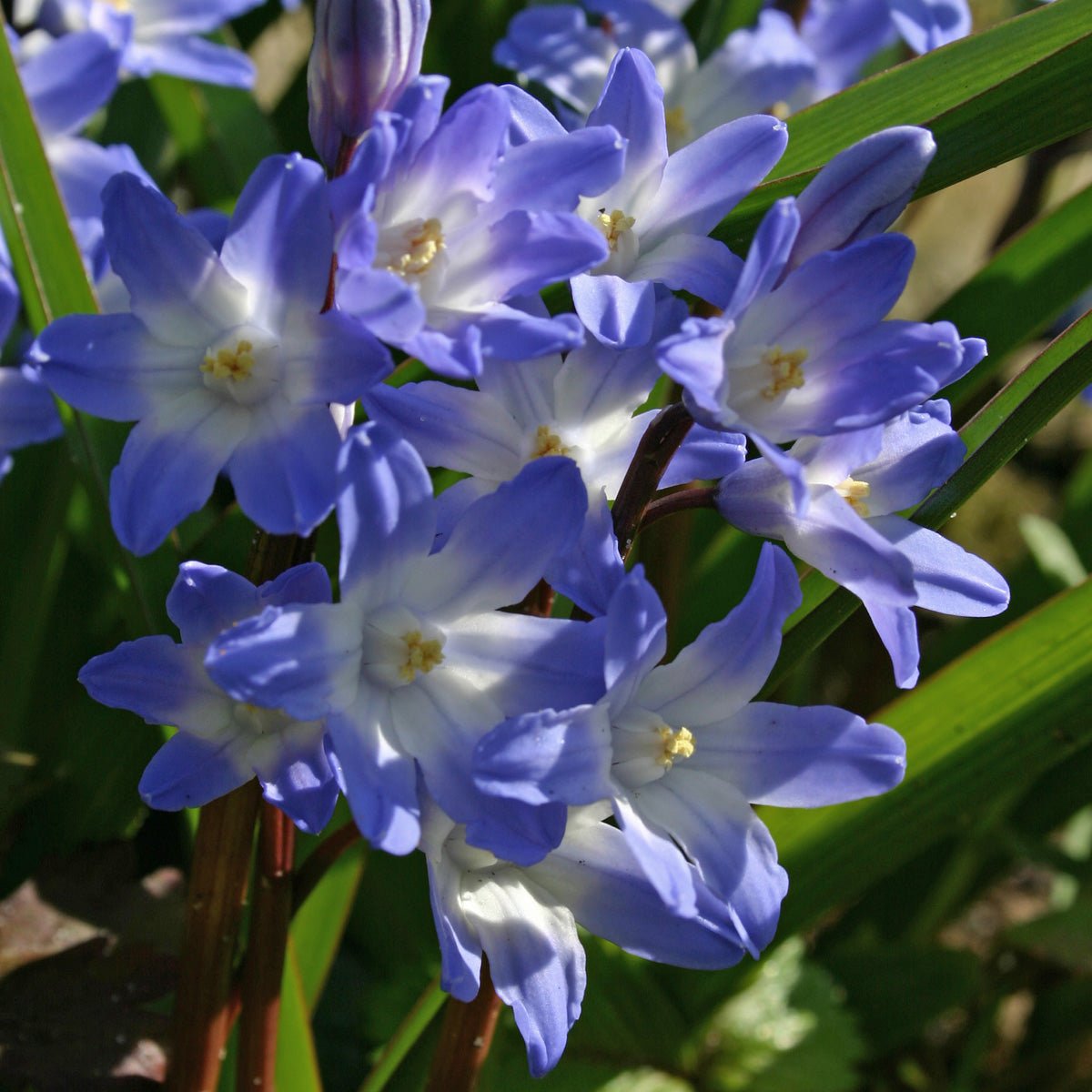 Chionodoxa forbesii (Sneeuwroem) - blauwe sneeuwroem - Fluwel