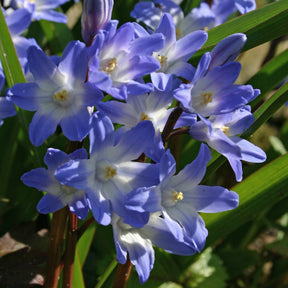 Chionodoxa forbesii (Sneeuwroem) - Spring specialty bulbs - Fluwel