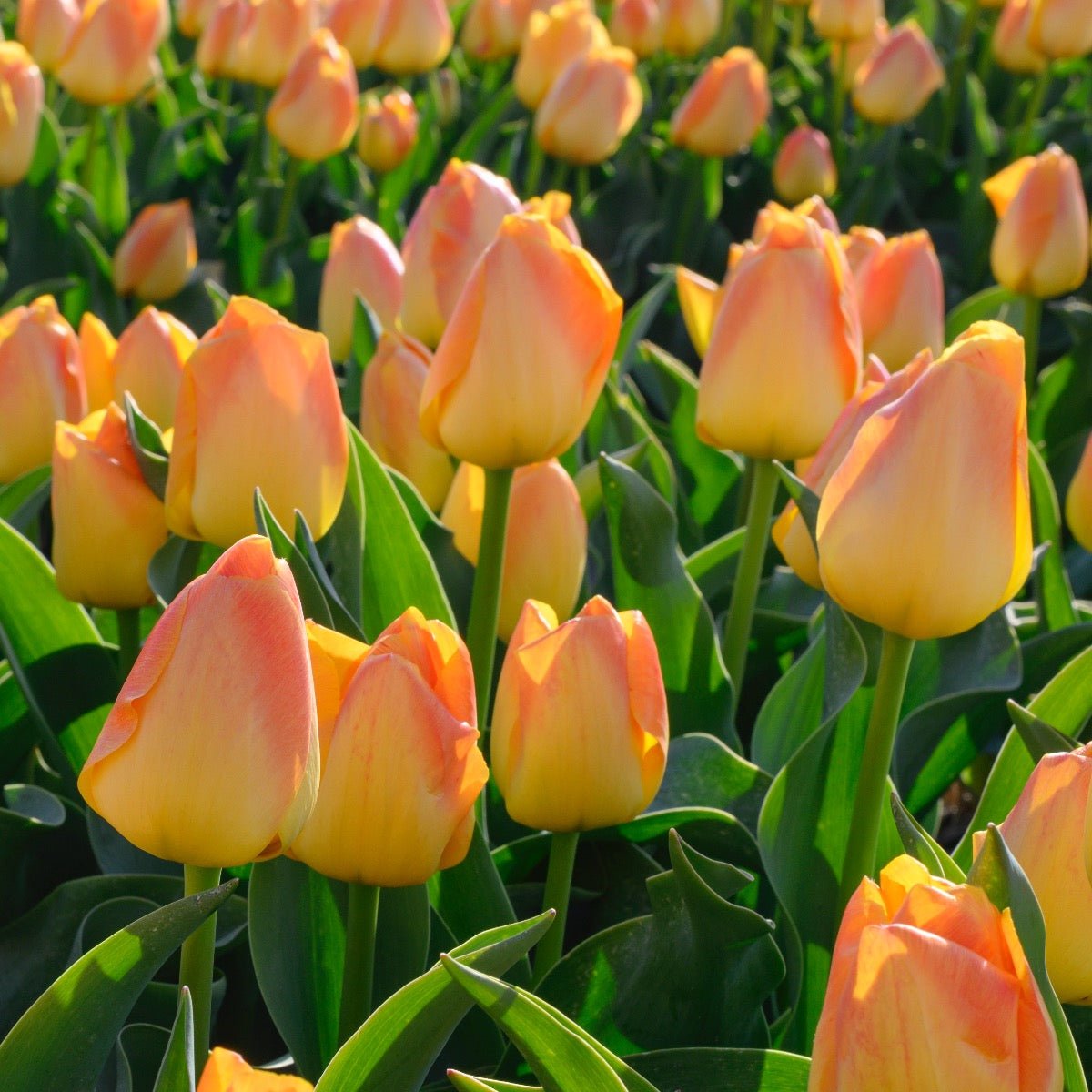 Chongming Love - Tulips - Fluwel