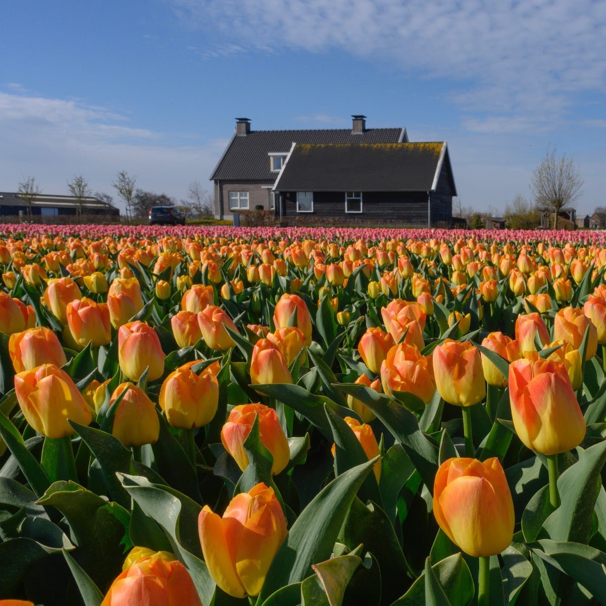 Chongming Love - Tulips - Fluwel