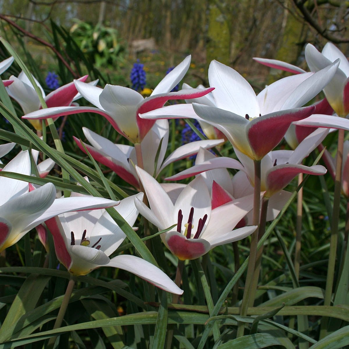 Clusiana Lady Jane - Tulips - Fluwel
