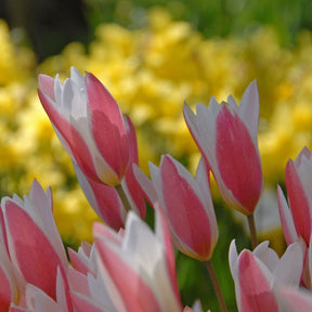 Clusiana Lady Jane - Tulips - Fluwel