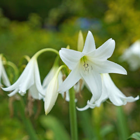 Crinum powellii Album - Summer special bulbs - Fluwel