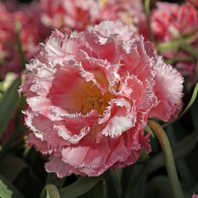 Crispion Sweet - Tulips - Fluwel