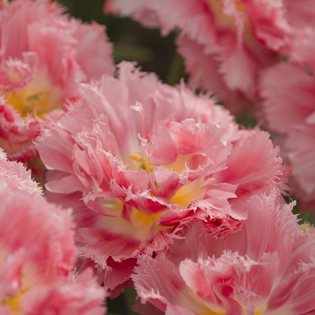 Crispion Sweet - Tulips - Fluwel