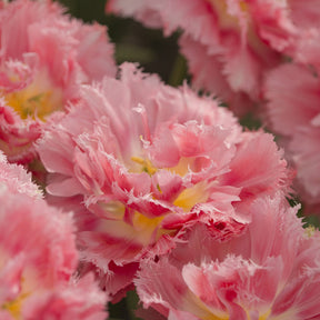 Crispion Sweet - Tulips - Fluwel