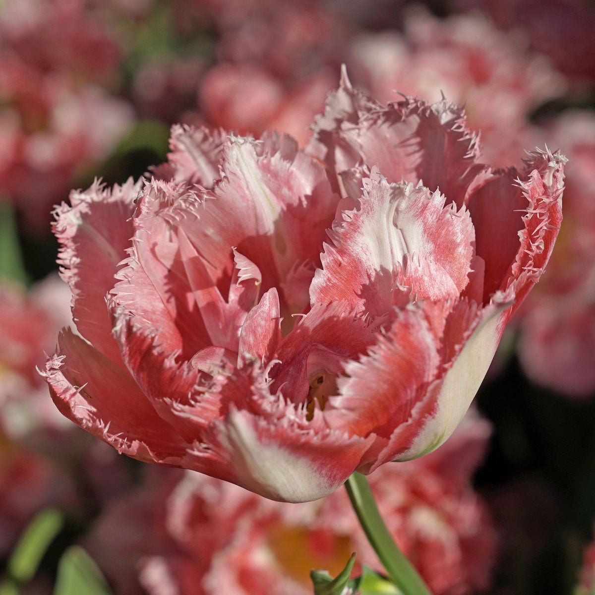 Crispion Sweet - Tulips - Fluwel
