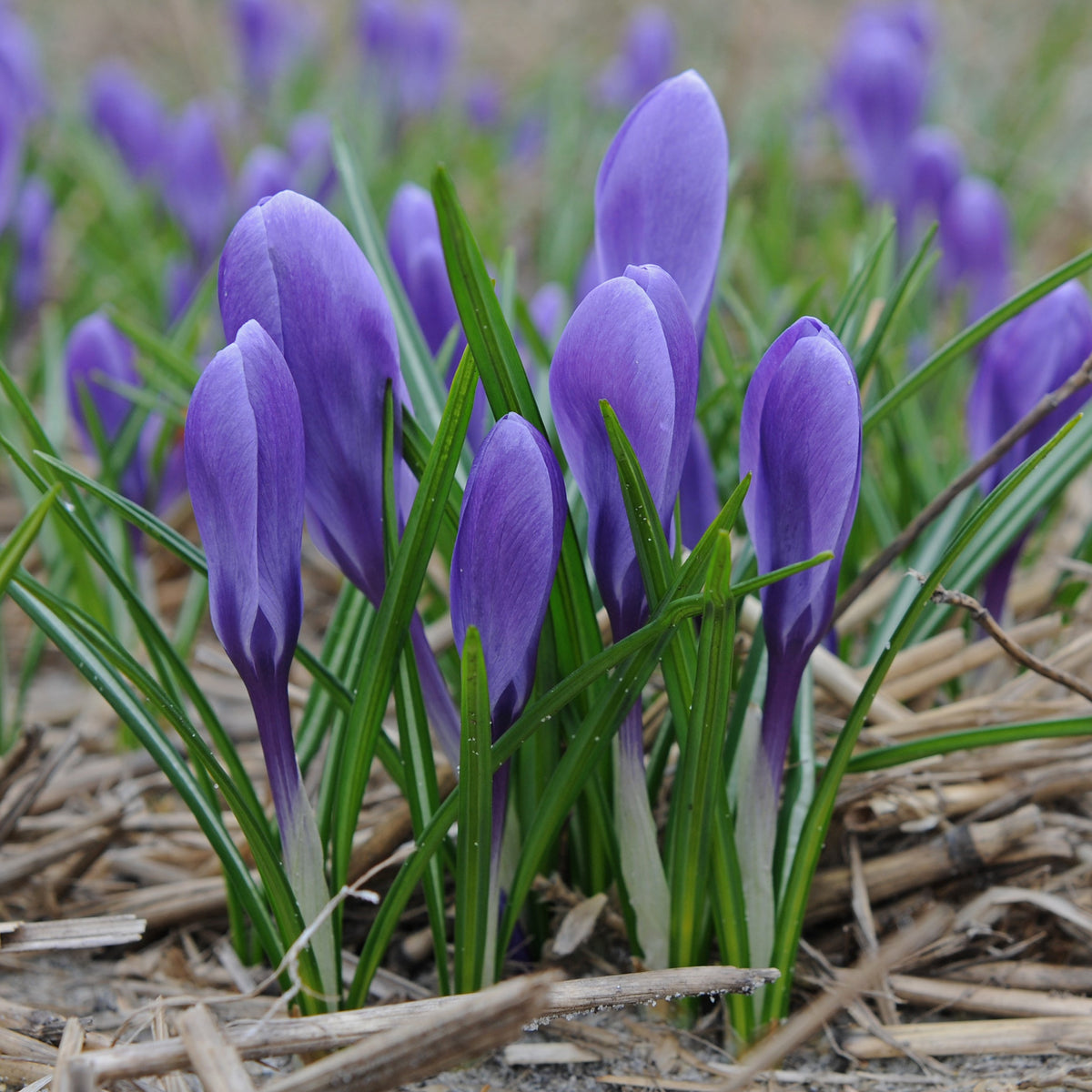 Crocus Aqua - blauwe krokus - Fluwel