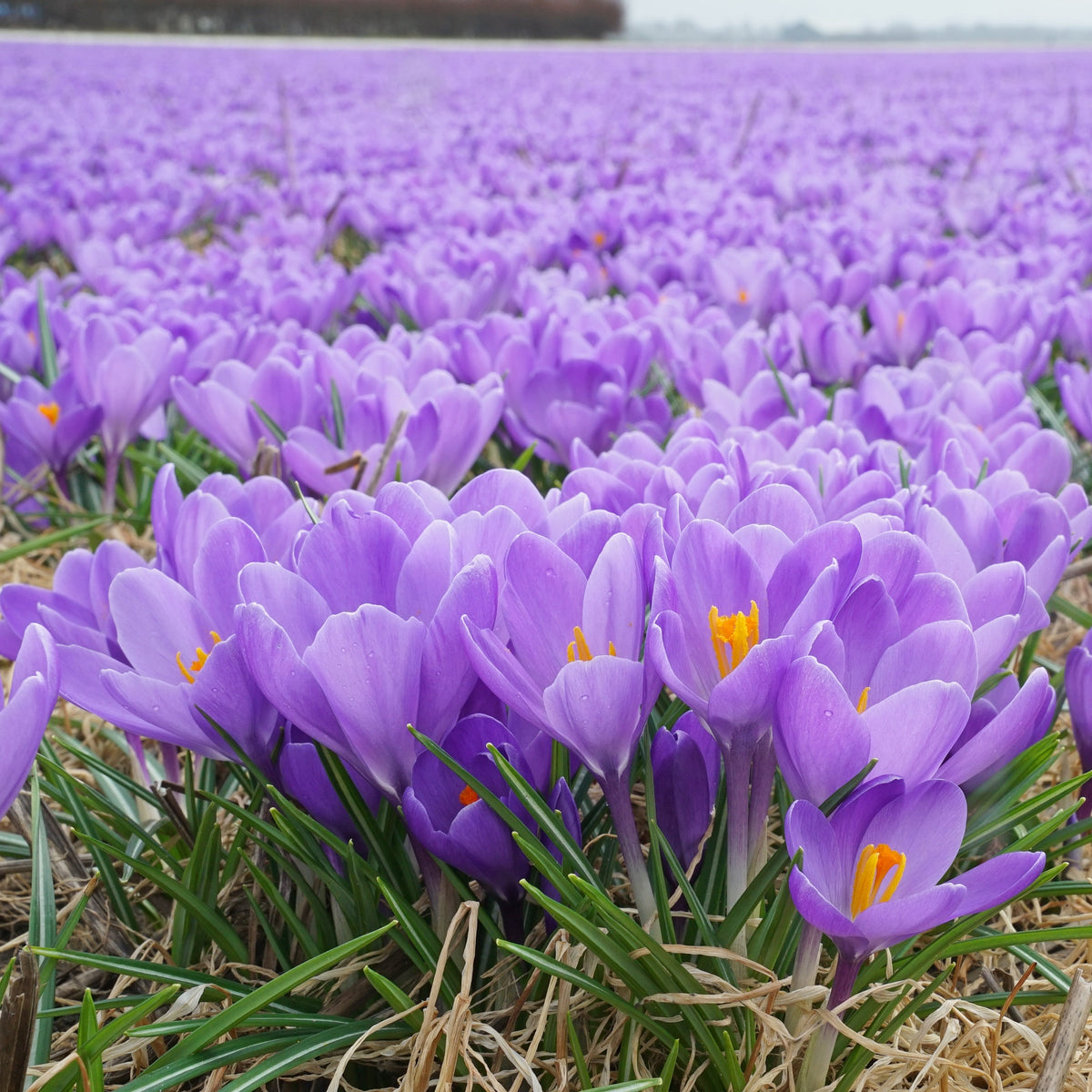 Crocus Aqua - blauwe krokus - Fluwel