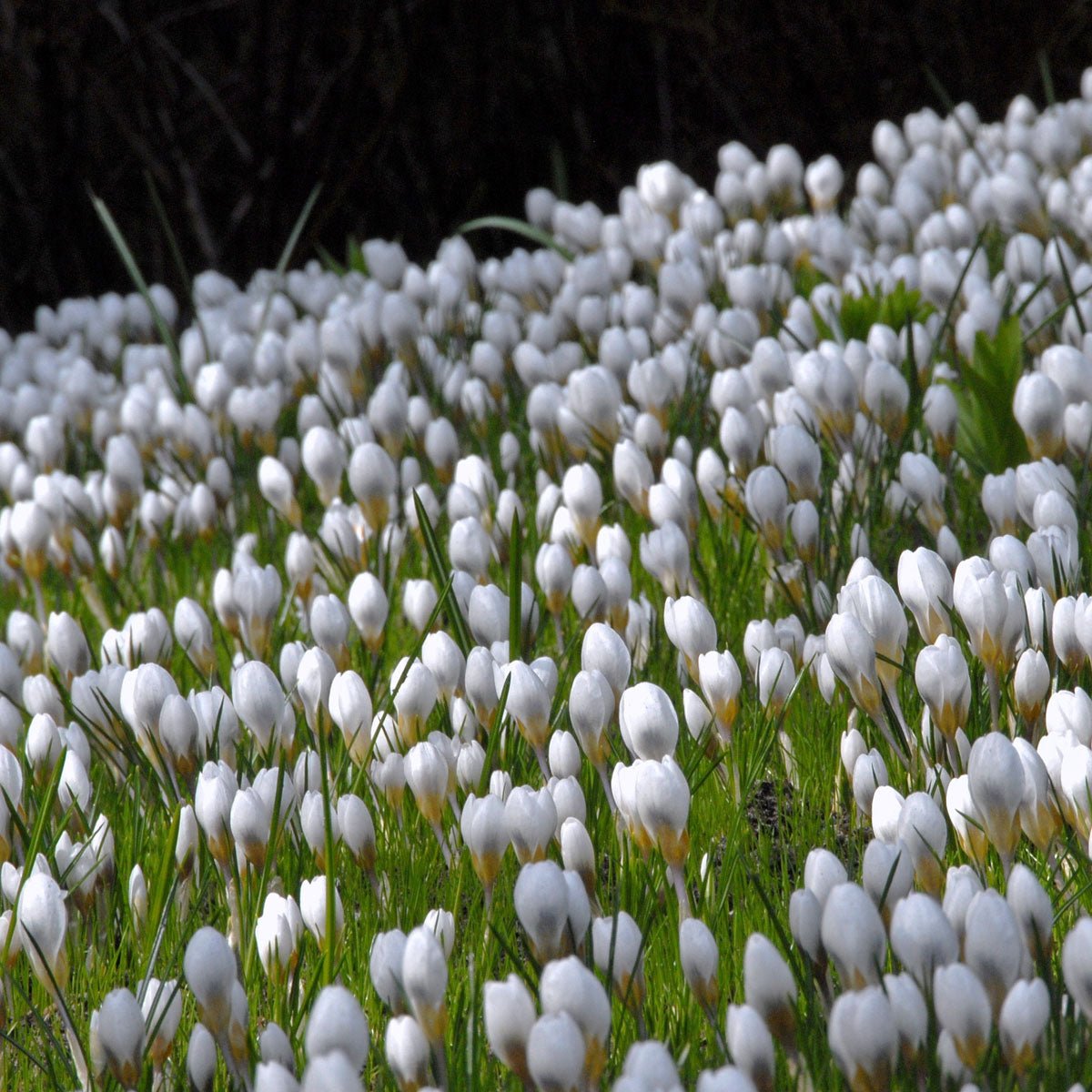 Crocus chrysanthus Ard Schenk - witte krokus - Fluwel