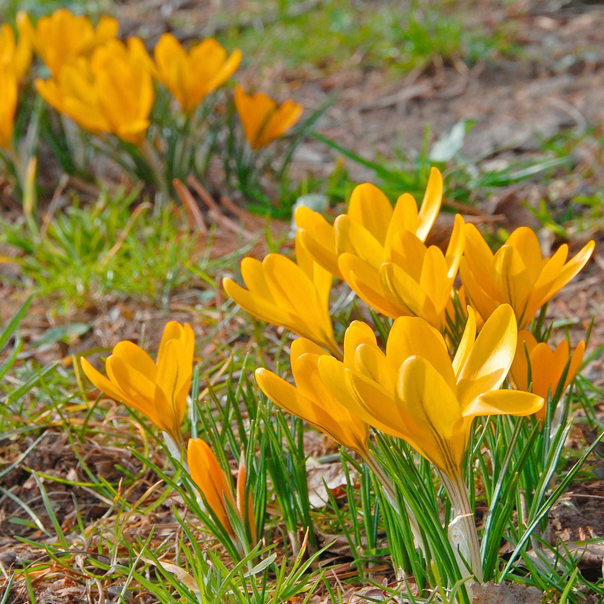 Crocus flavus Golden Yellow - Crocuses - Fluwel