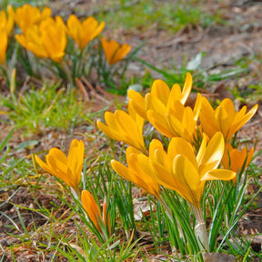 Crocus flavus Golden Yellow - Crocuses - Fluwel