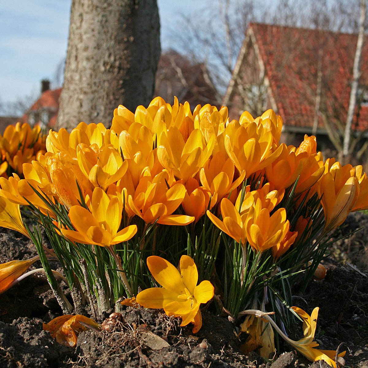 Crocus flavus Golden Yellow - Crocuses - Fluwel