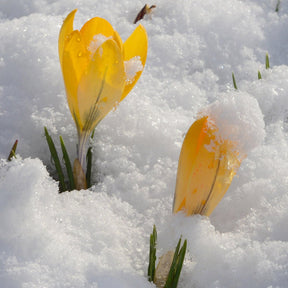 Crocus flavus Golden Yellow - Crocuses - Fluwel