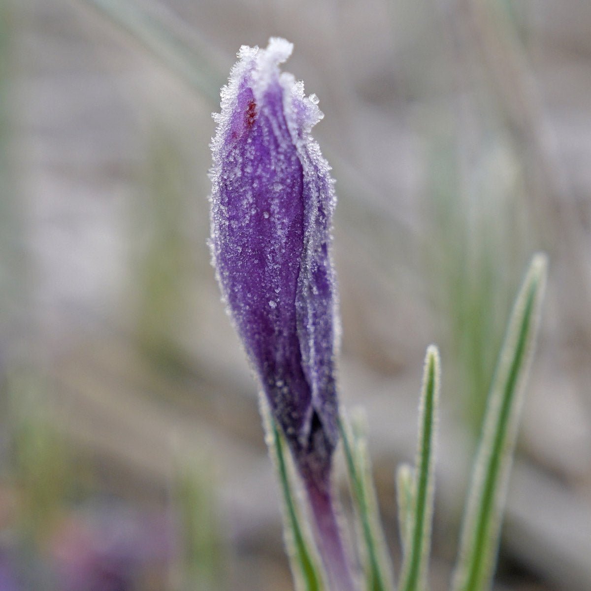 Crocus sativus 'Saffraan Crocus' - Crocuses - Fluwel