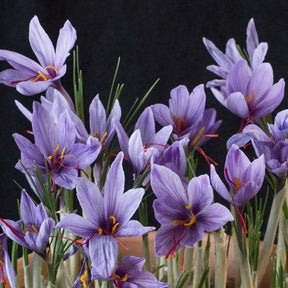 Crocus sativus 'Saffraan Crocus' - Crocuses - Fluwel