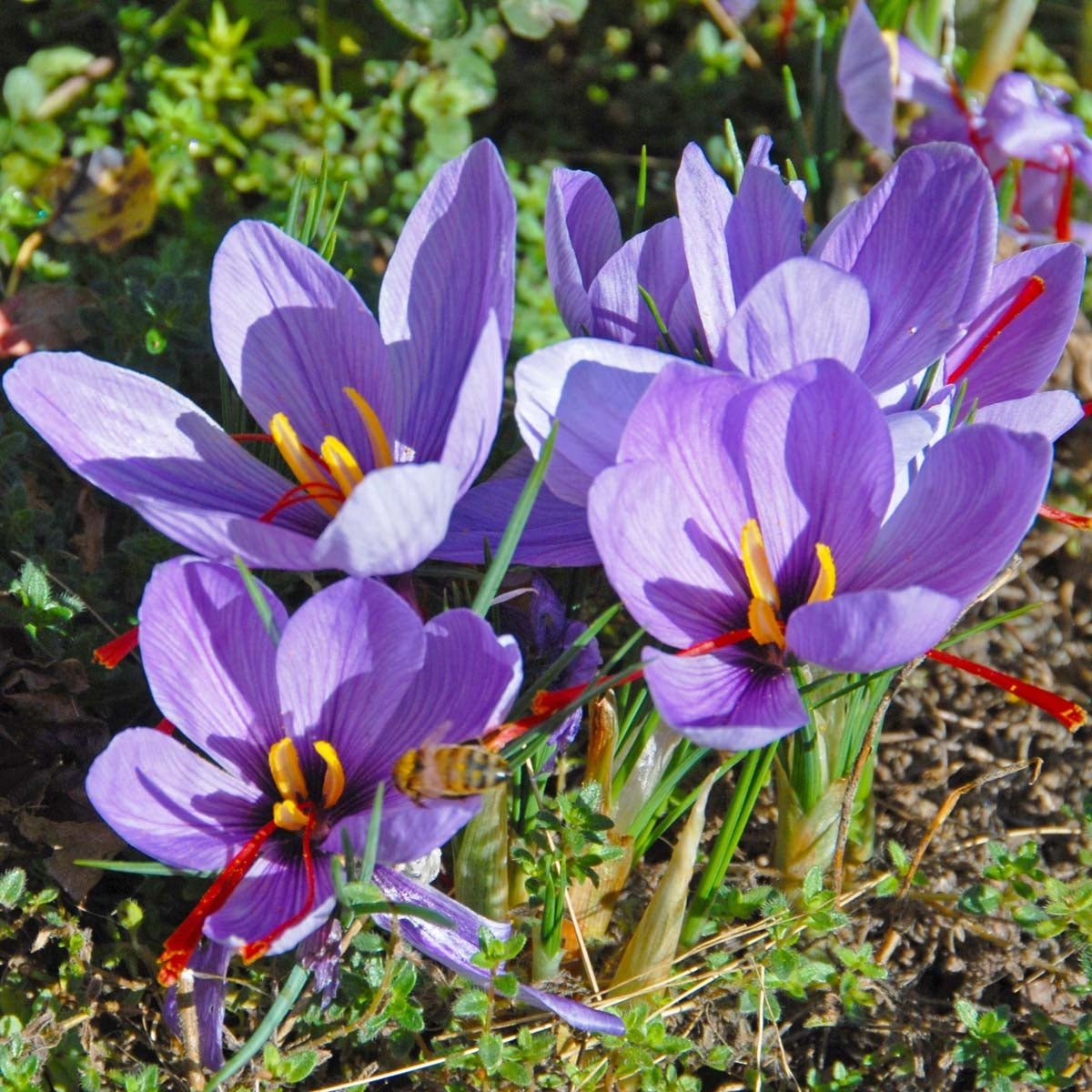 Crocus sativus 'Saffraan Crocus' - Crocuses - Fluwel