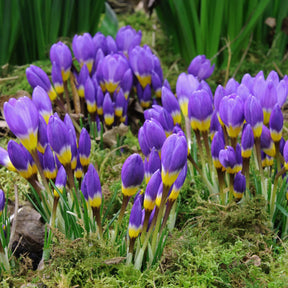 Crocus sieberi sublimis Tricolor - Crocuses - Fluwel