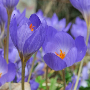 Crocus speciosus - Crocuses - Fluwel
