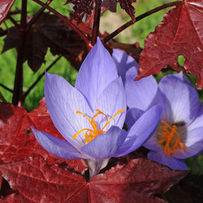 Crocus speciosus - Crocuses - Fluwel