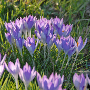 Crocus tommasinianus (Boeren Crocus) - Crocuses - Fluwel