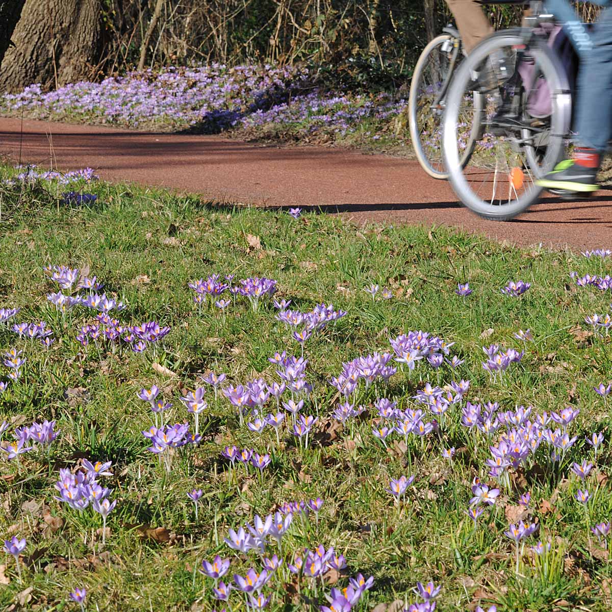 Crocus tommasinianus (Boeren Crocus) - paarse krokus - Fluwel