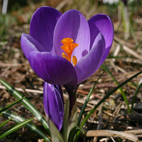 Crocus vernus Flower Record - Crocuses - Fluwel
