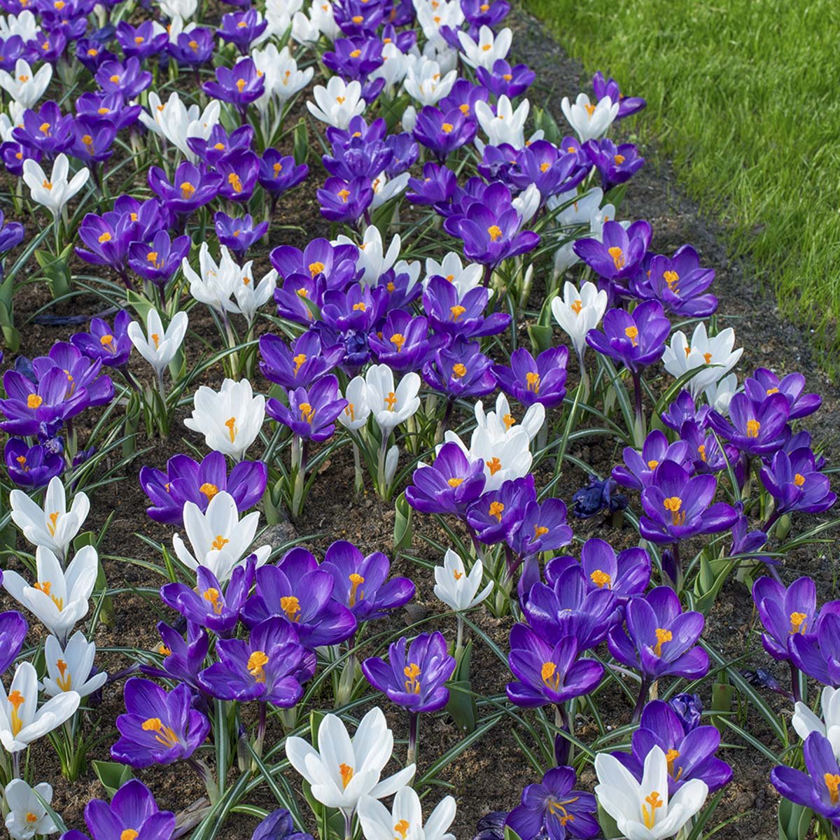 Crocus vernus Flower Record - Crocuses - Fluwel