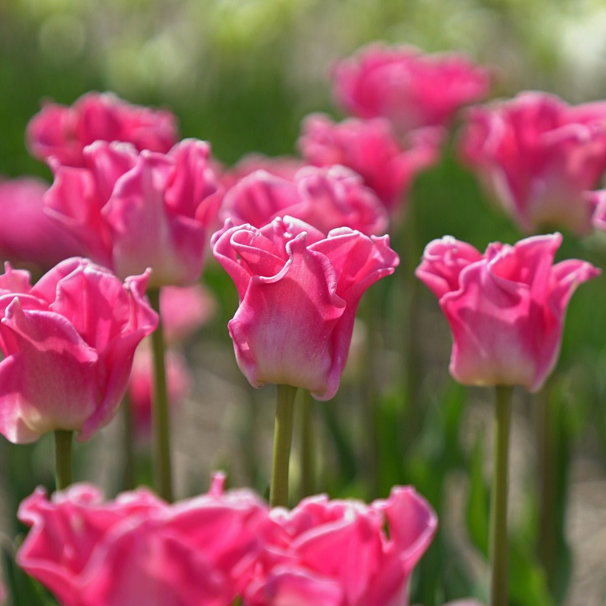 Crown of Dynasty - Tulips - Fluwel