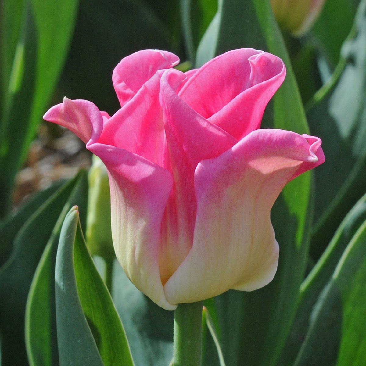 Crown of Dynasty - Tulips - Fluwel