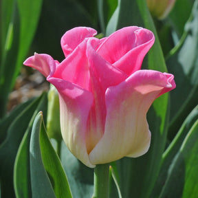 Crown of Dynasty - Tulips - Fluwel