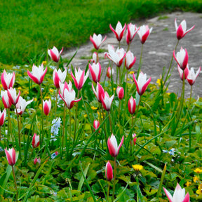 clusiana Peppermint Stick