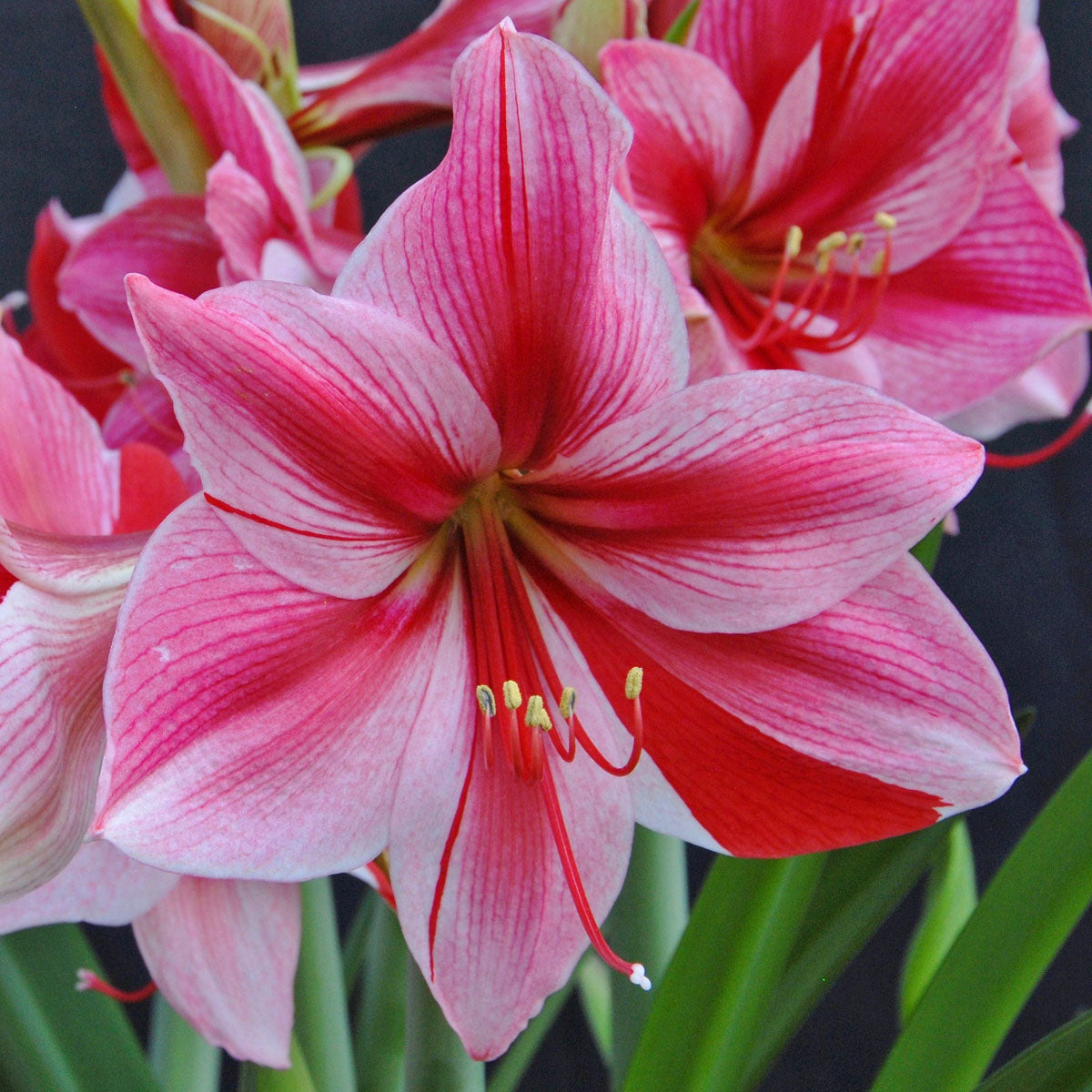 Amaryllis Gervase