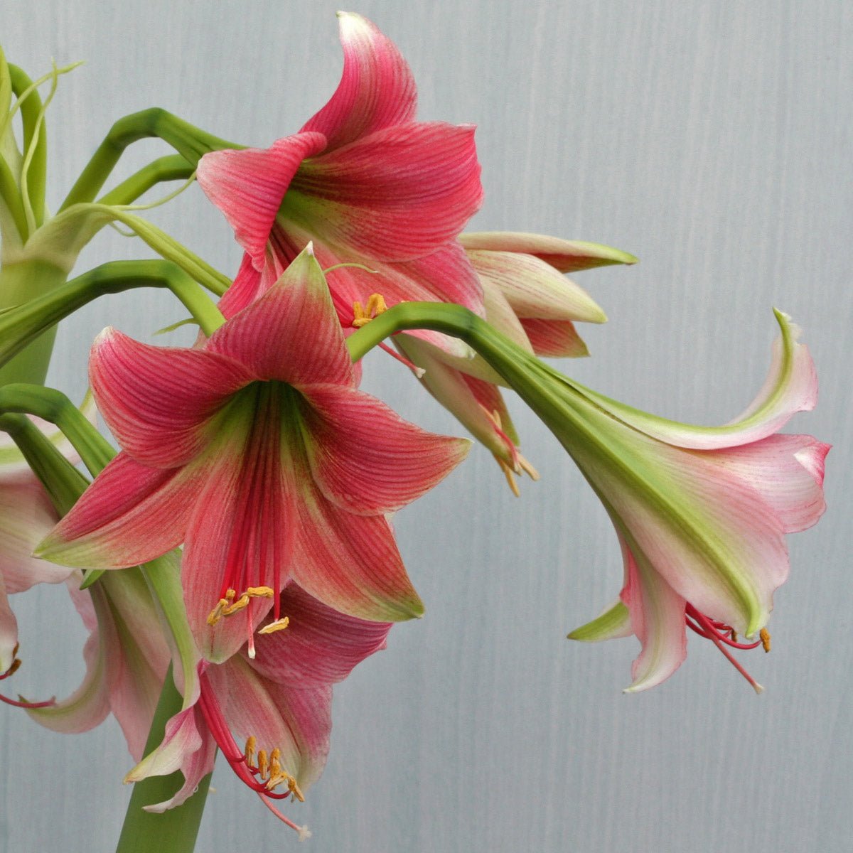 Amaryllis Misty - roze amaryllis - Fluwel