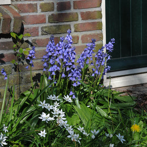 Hyacinthoides hispanica Excelsior
