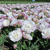 Tulipa Peggy Wonder