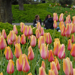 Tulipa Blushing Lady