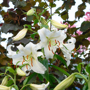 Lilium Casa Blanca