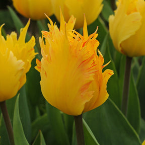 Golden Leo