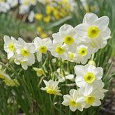 Narcissus tenuior