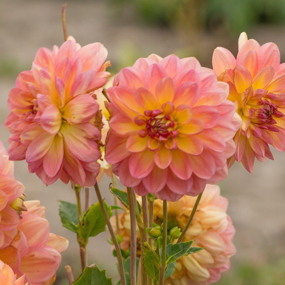 Dahlia Ace Summer Sunset - oranje dahlia - Fluwel