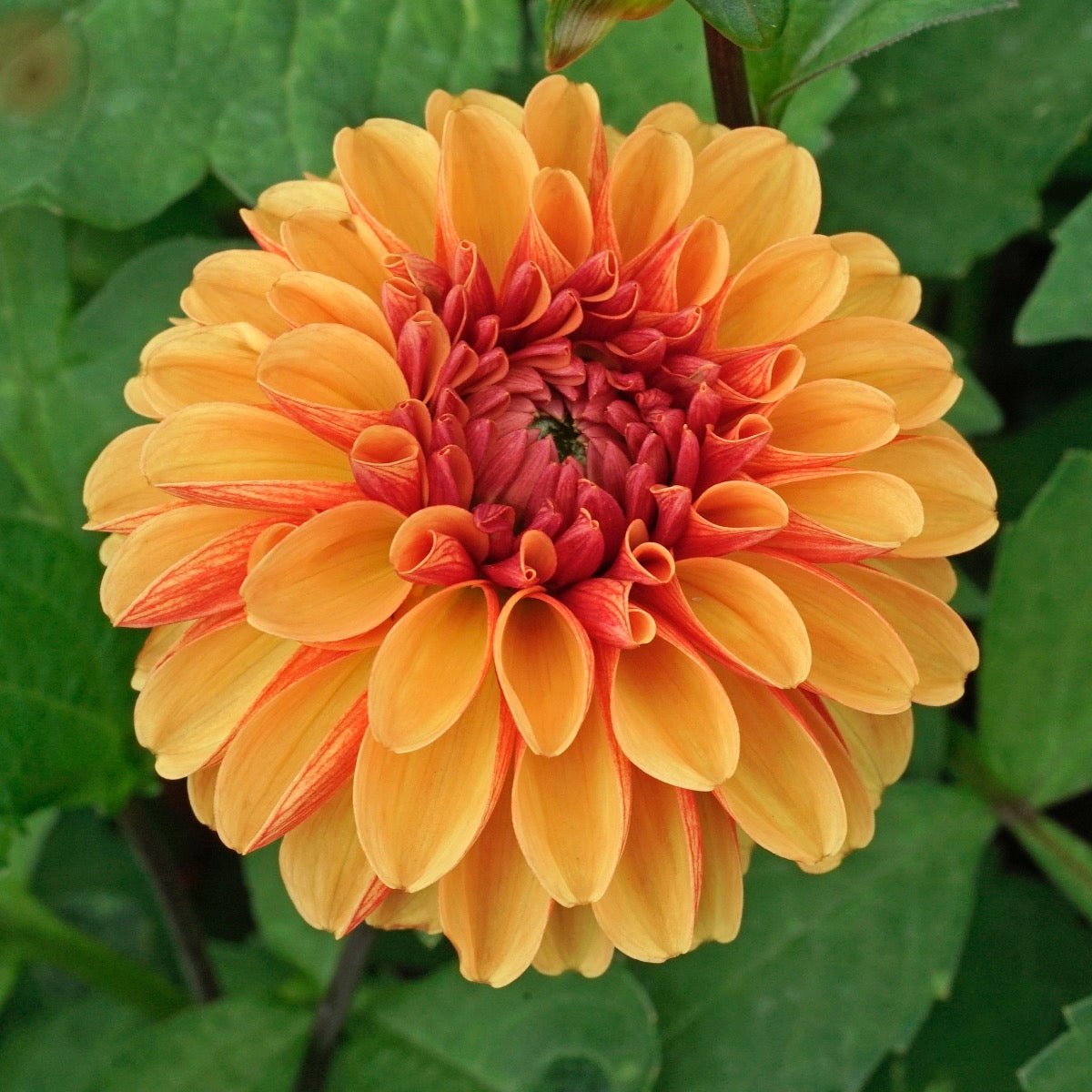 Dahlia American Sunset - Dahlias - Fluwel