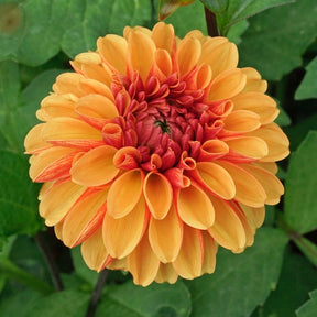 Dahlia American Sunset - Dahlias - Fluwel