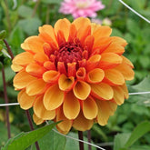 Dahlia American Sunset - Dahlias - Fluwel