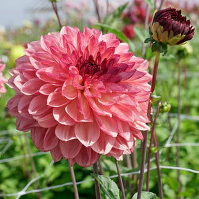 Dahlia Bacardi - Dahlias - Fluwel